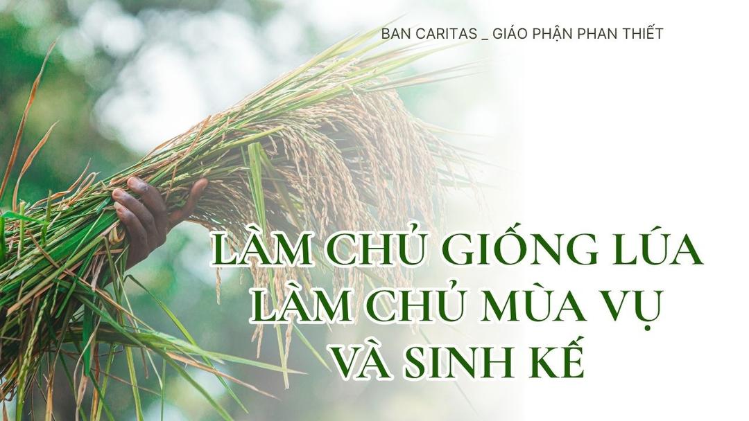 Làm Chủ Giống Lúa – Làm Chủ Mùa Vụ Và Sinh Kế _ Ban Caritas Phan Thiết