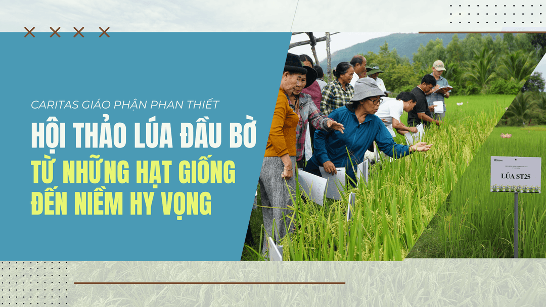 Hội Thảo Lúa Đầu Bờ – Từ Những Hạt Giống Đến Niềm Hy Vọng